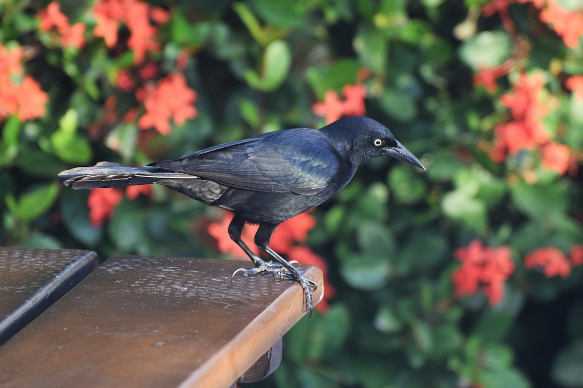Greater Antillean Grackle - ML644012785