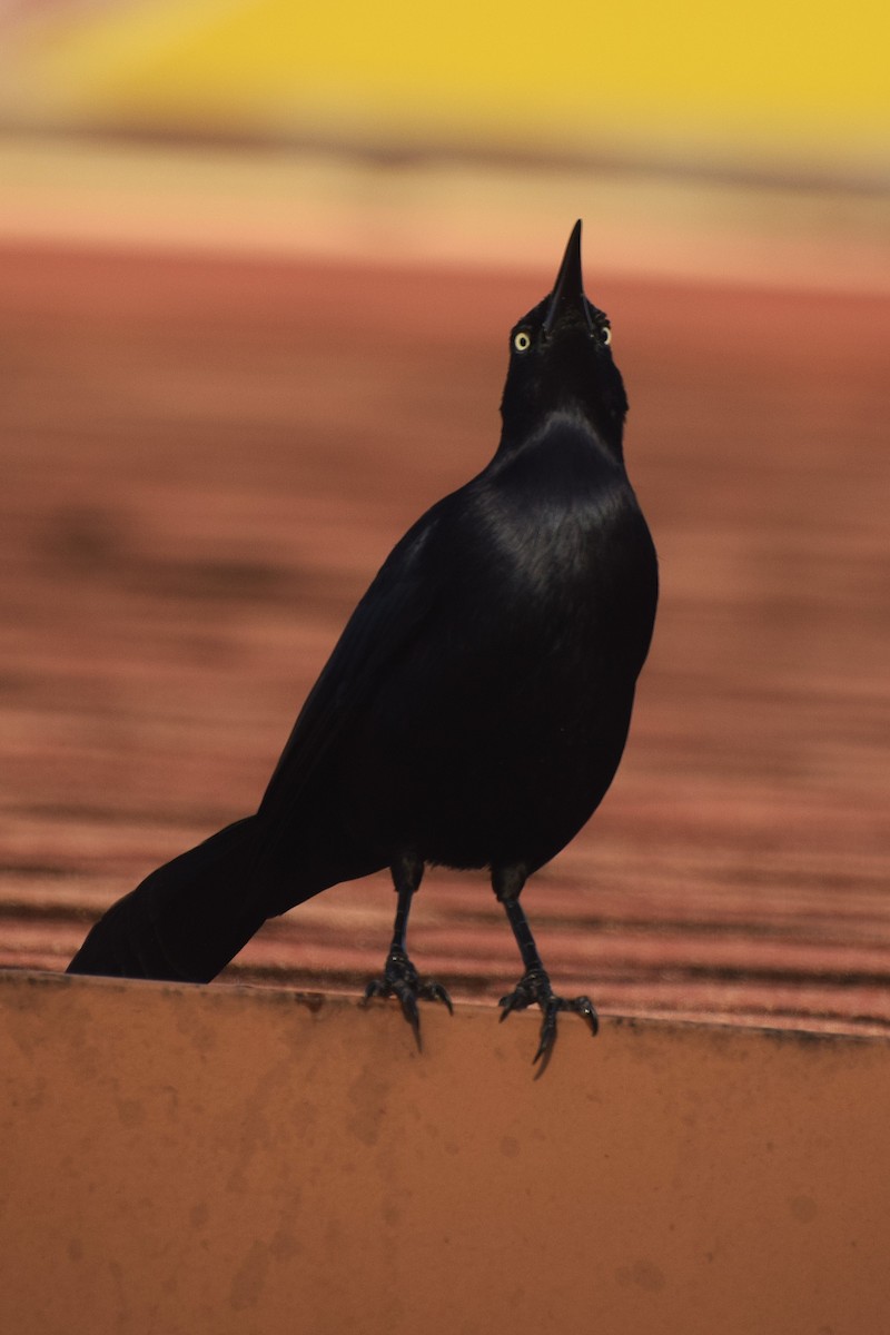 Greater Antillean Grackle - ML644012786