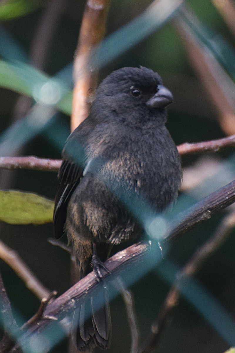 Cuban Bullfinch - ML644012807