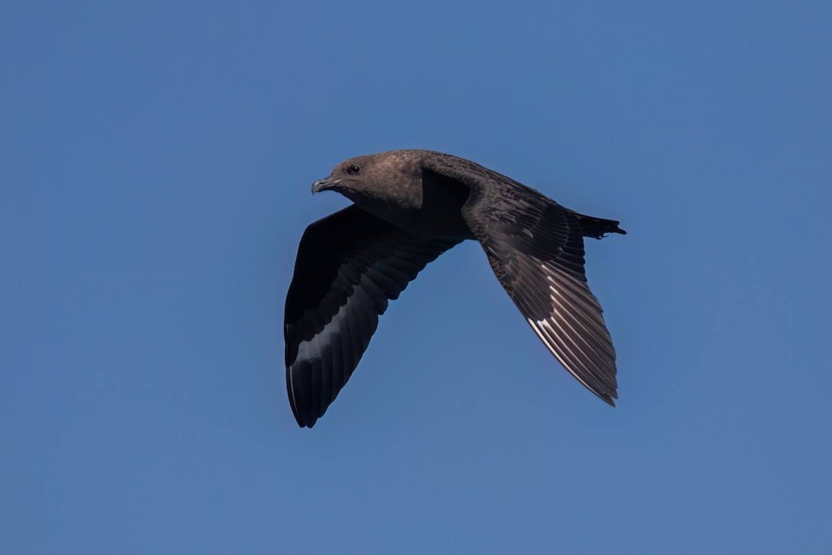 South Polar Skua - ML644012824