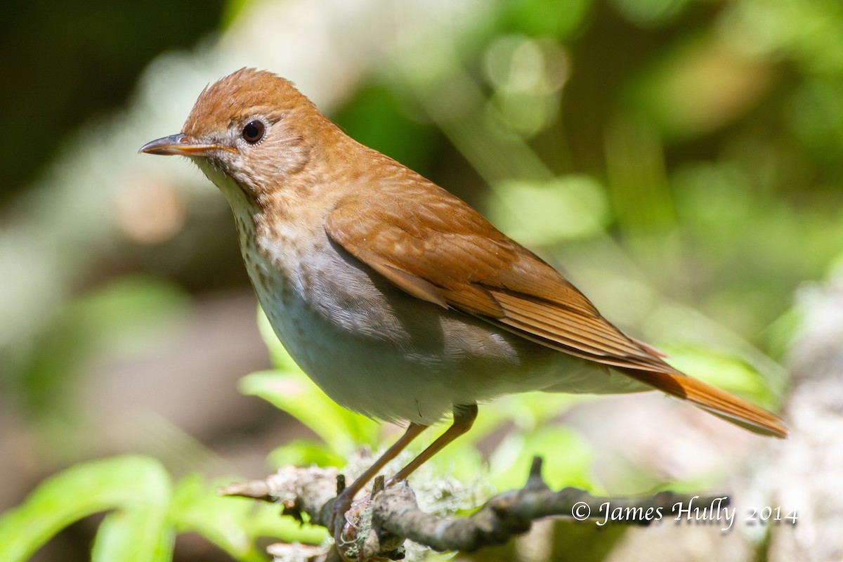 Veery - ML644012827