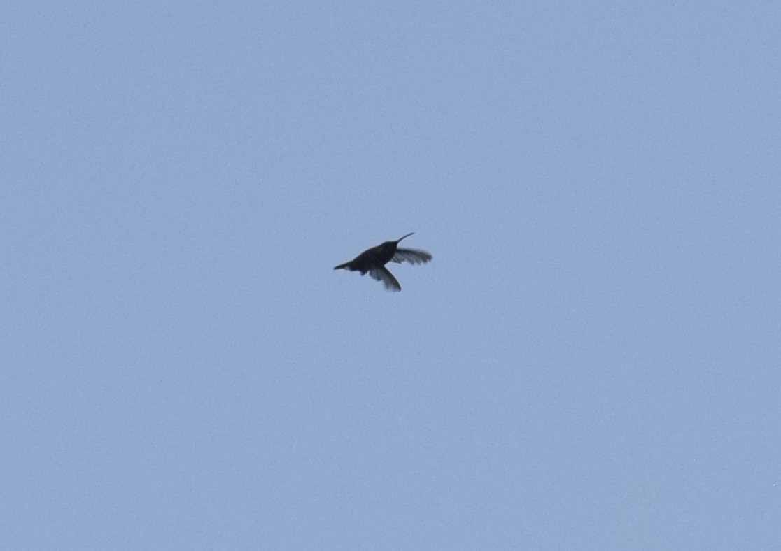 Oasis Hummingbird - ML644012828