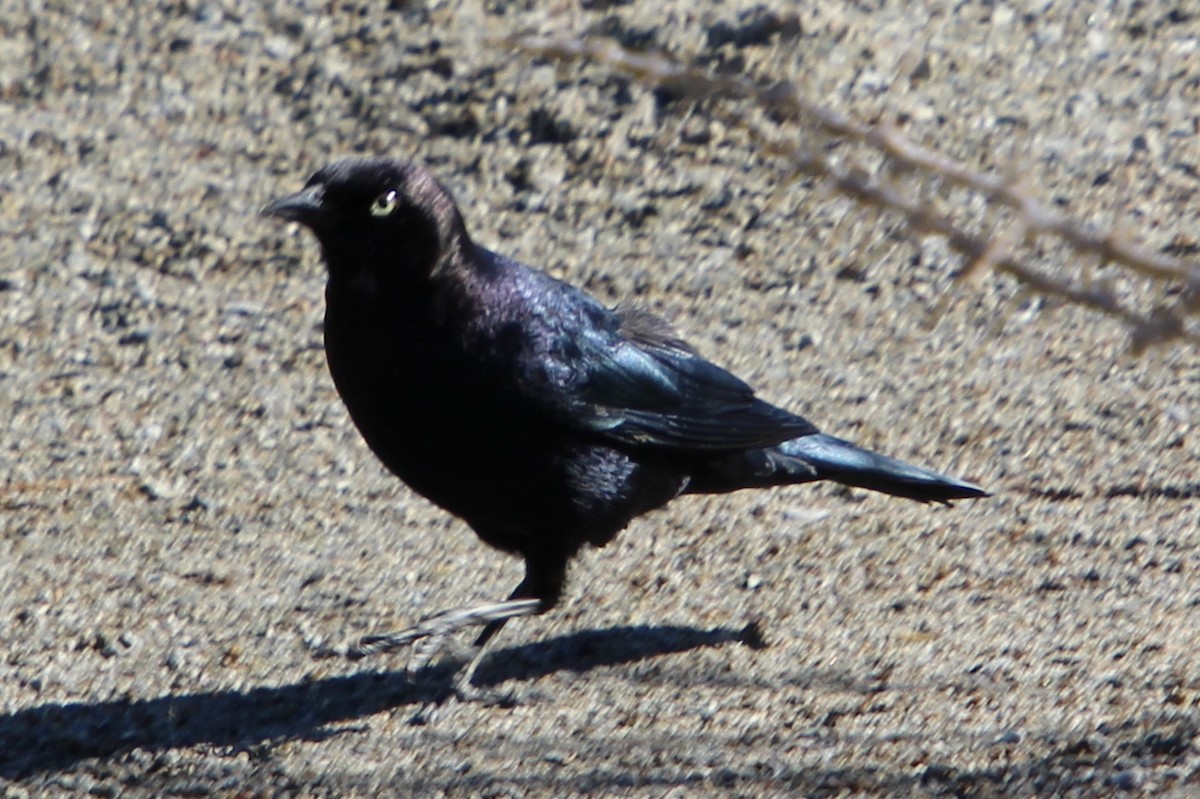 Brewer's Blackbird - ML644012829