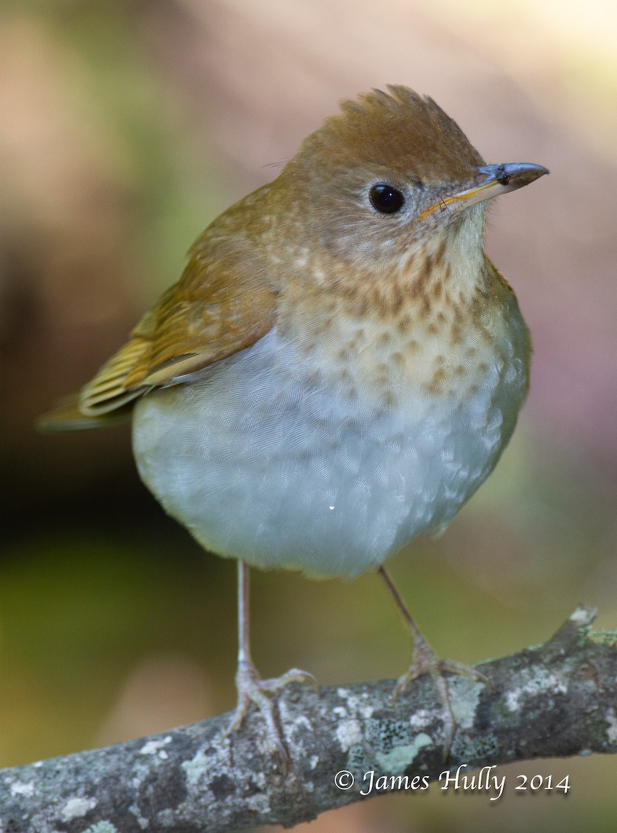 Veery - ML644012830