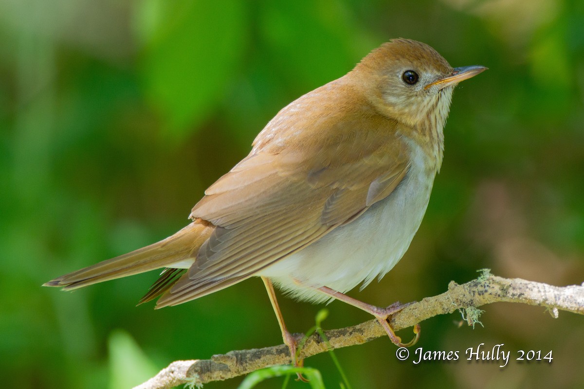 Veery - ML644012831