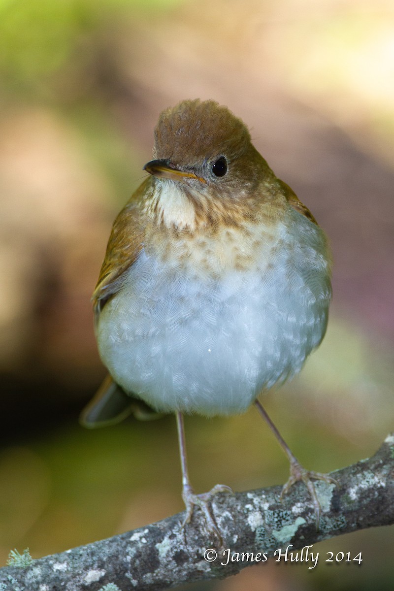 Veery - ML644012832