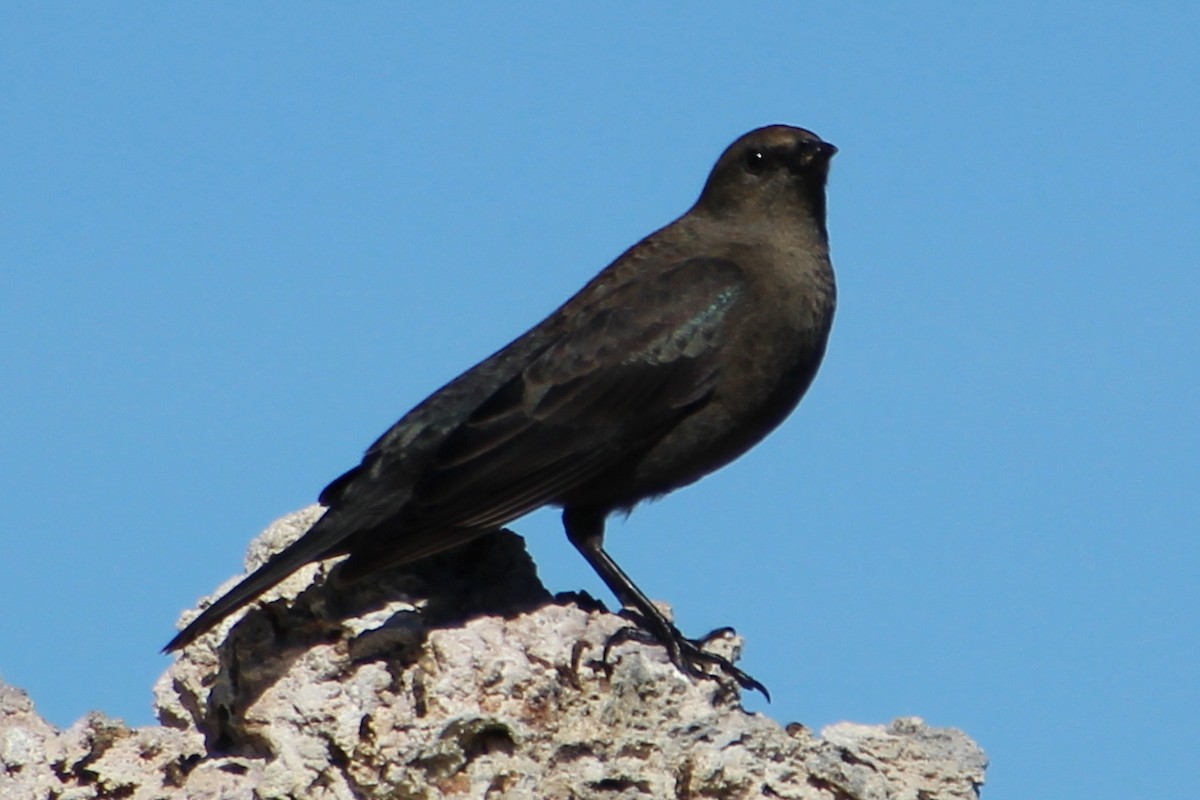 Brewer's Blackbird - ML644012833