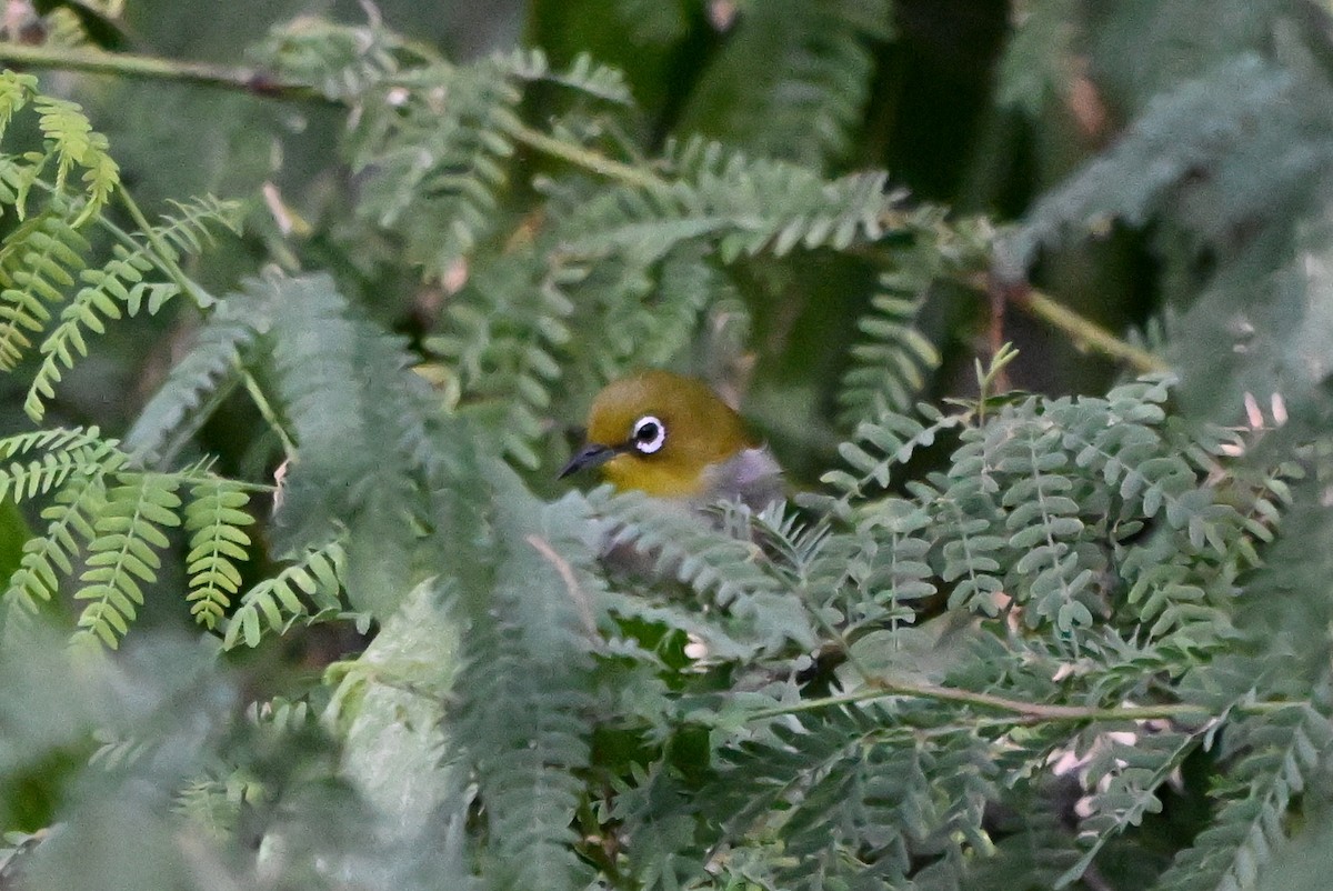 Warbling White-eye - ML644012845
