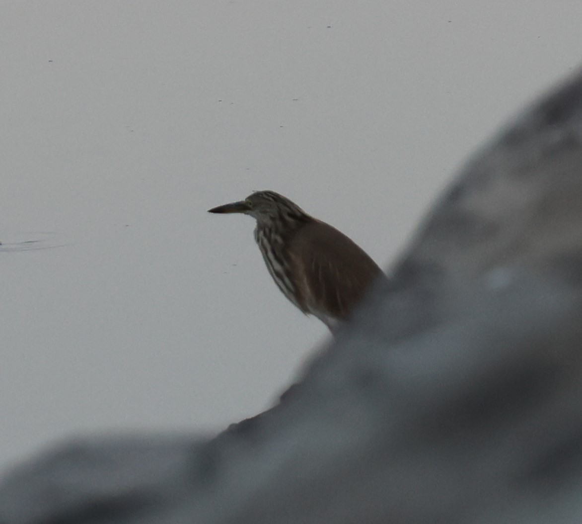 Indian Pond-Heron - ML644012854