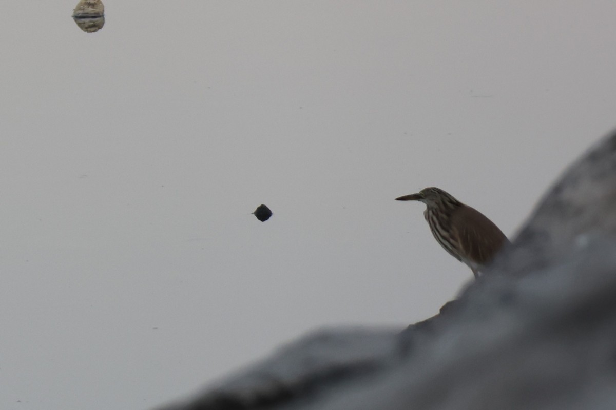 Indian Pond-Heron - ML644012855