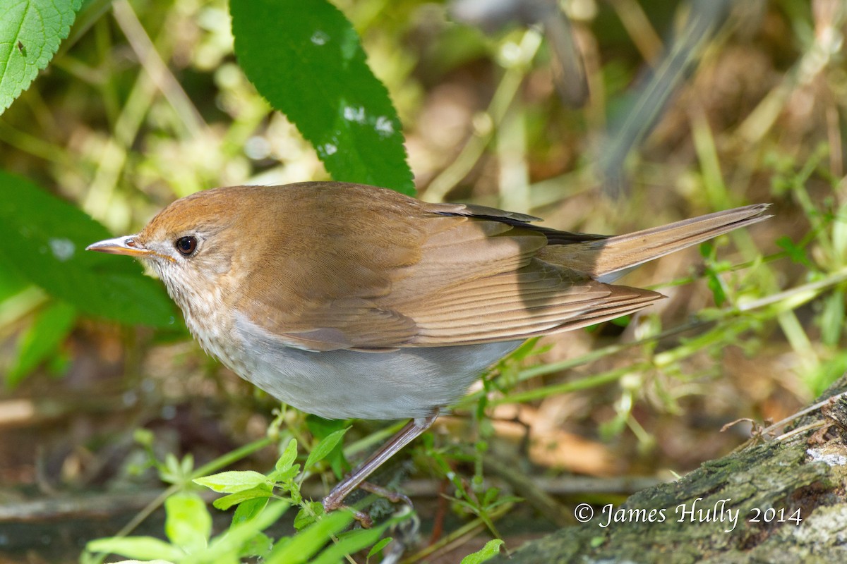 Veery - ML644012864