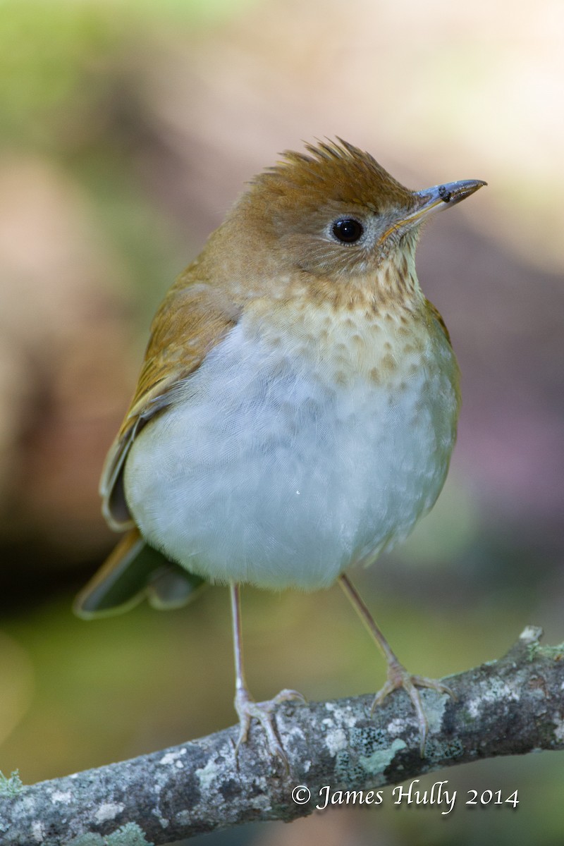 Veery - ML644012882