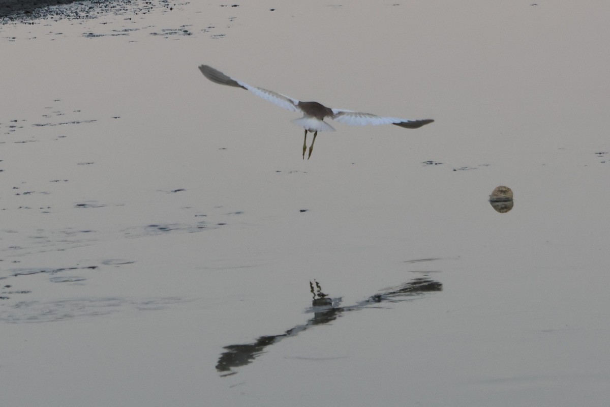 Indian Pond-Heron - ML644012884