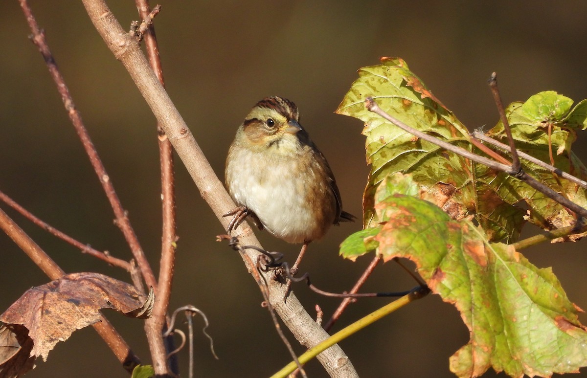 Swamp Sparrow - ML644012887