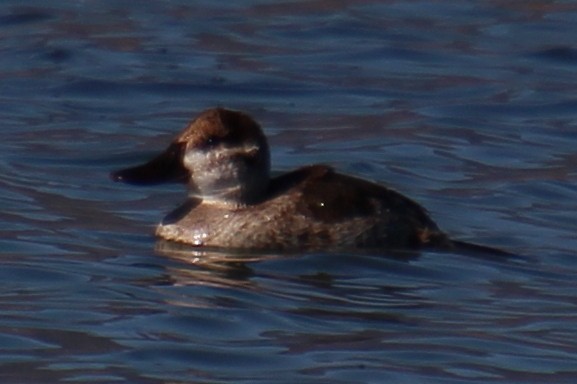 Ruddy Duck - ML644012898