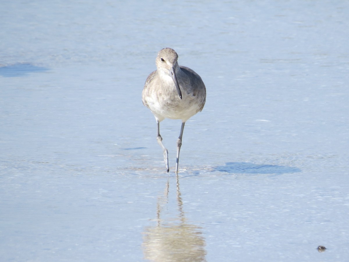 willetsnipe - ML644012904