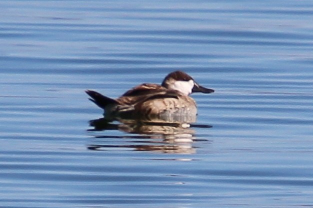 Ruddy Duck - ML644012905