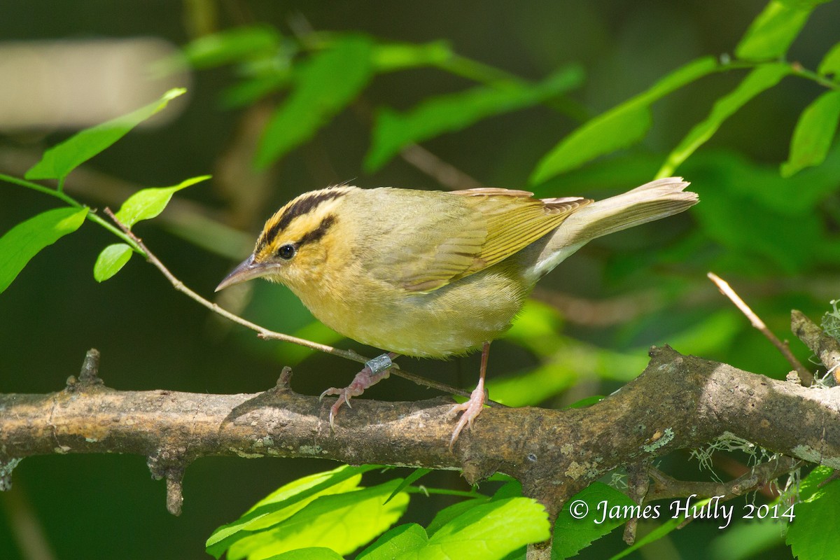 Worm-eating Warbler - ML644012906