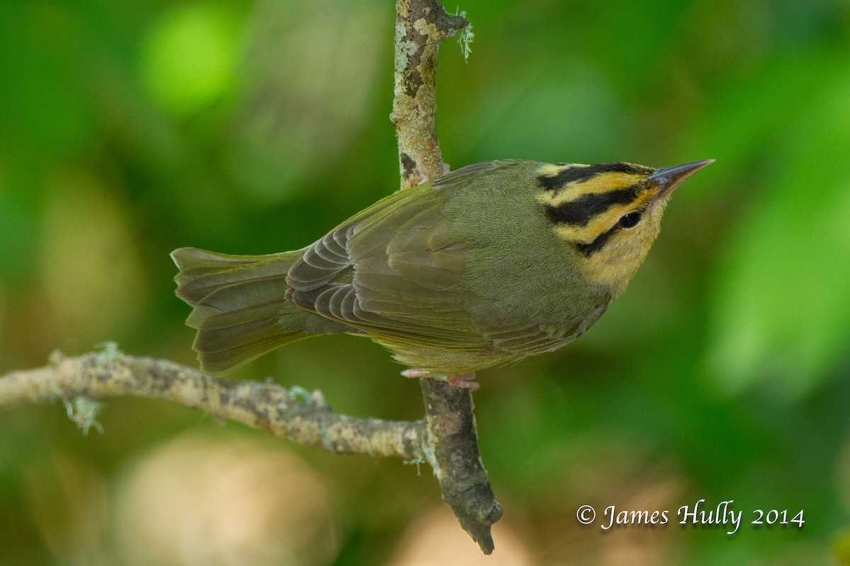 Worm-eating Warbler - ML644012907