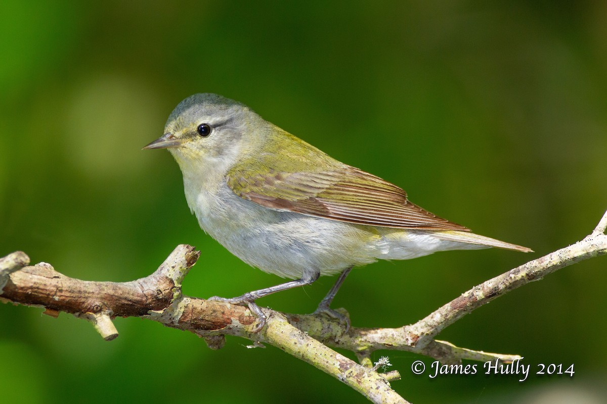 Tennessee Warbler - ML644012909
