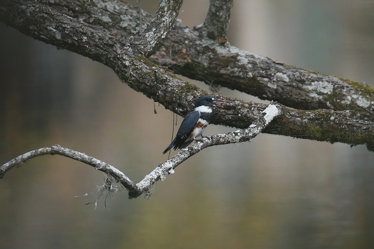 Belted Kingfisher - ML644012915