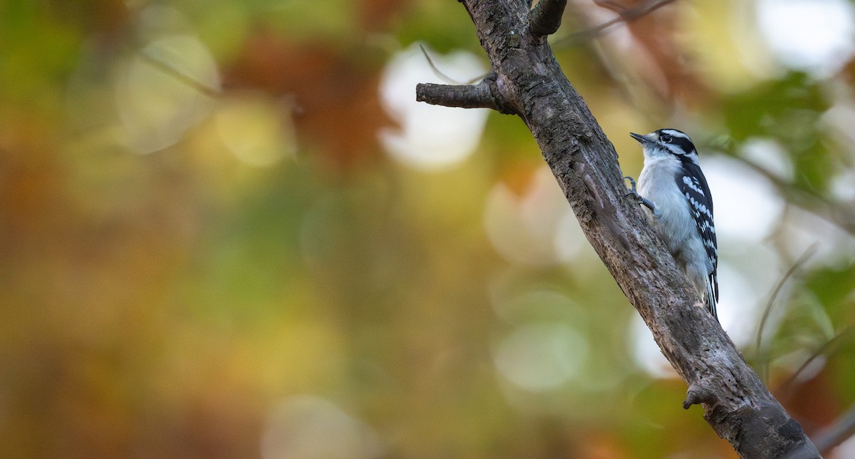 Пушистый дятел (pubescens/medianus) - ML644012919