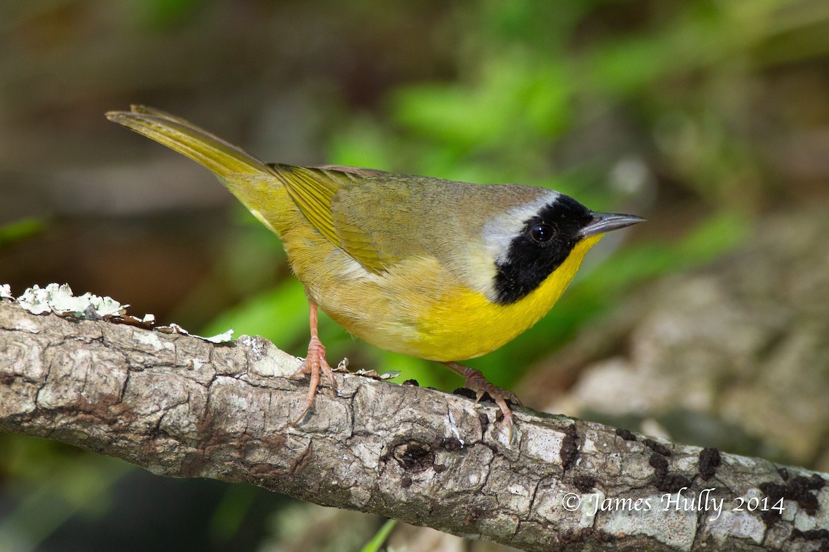 Common Yellowthroat - ML644012920