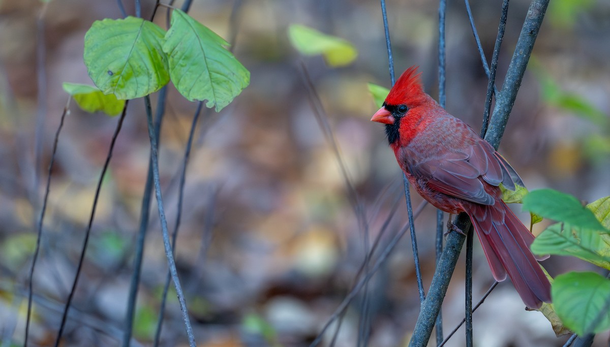 Красный кардинал - ML644012931