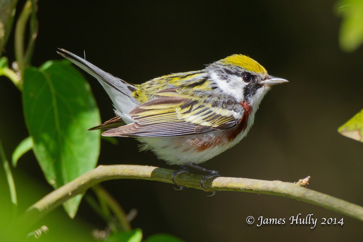 Chestnut-sided Warbler - ML644012933