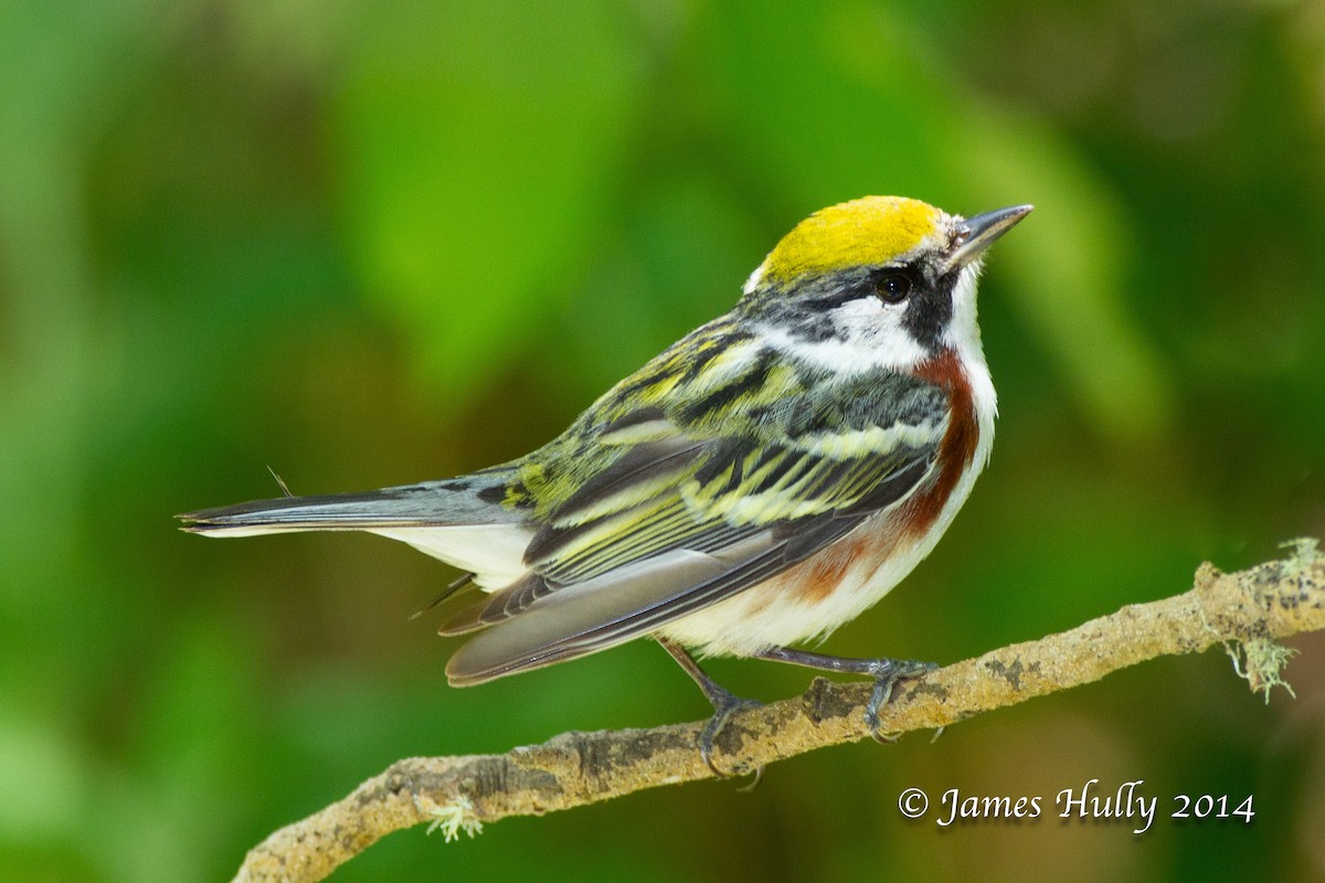 Chestnut-sided Warbler - ML644012934