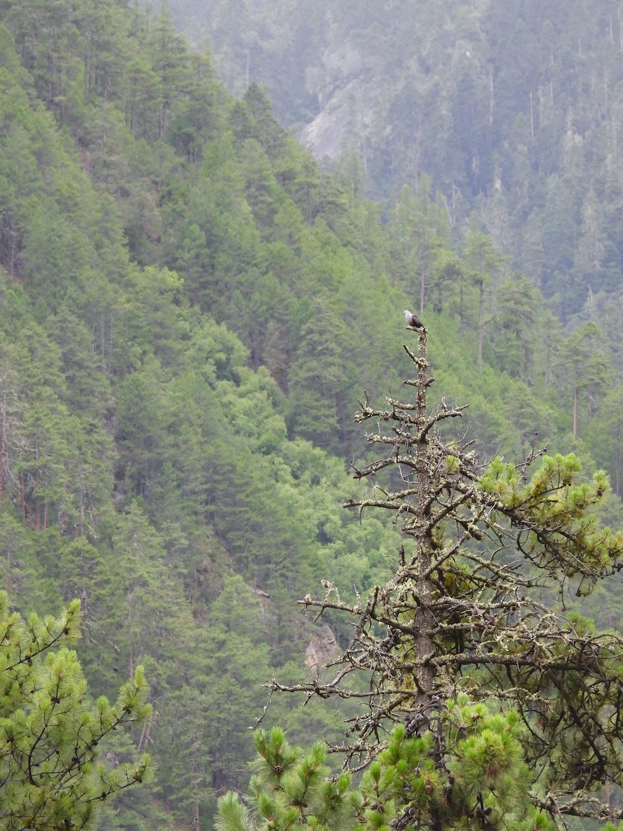 holub šupinkatý - ML644012937