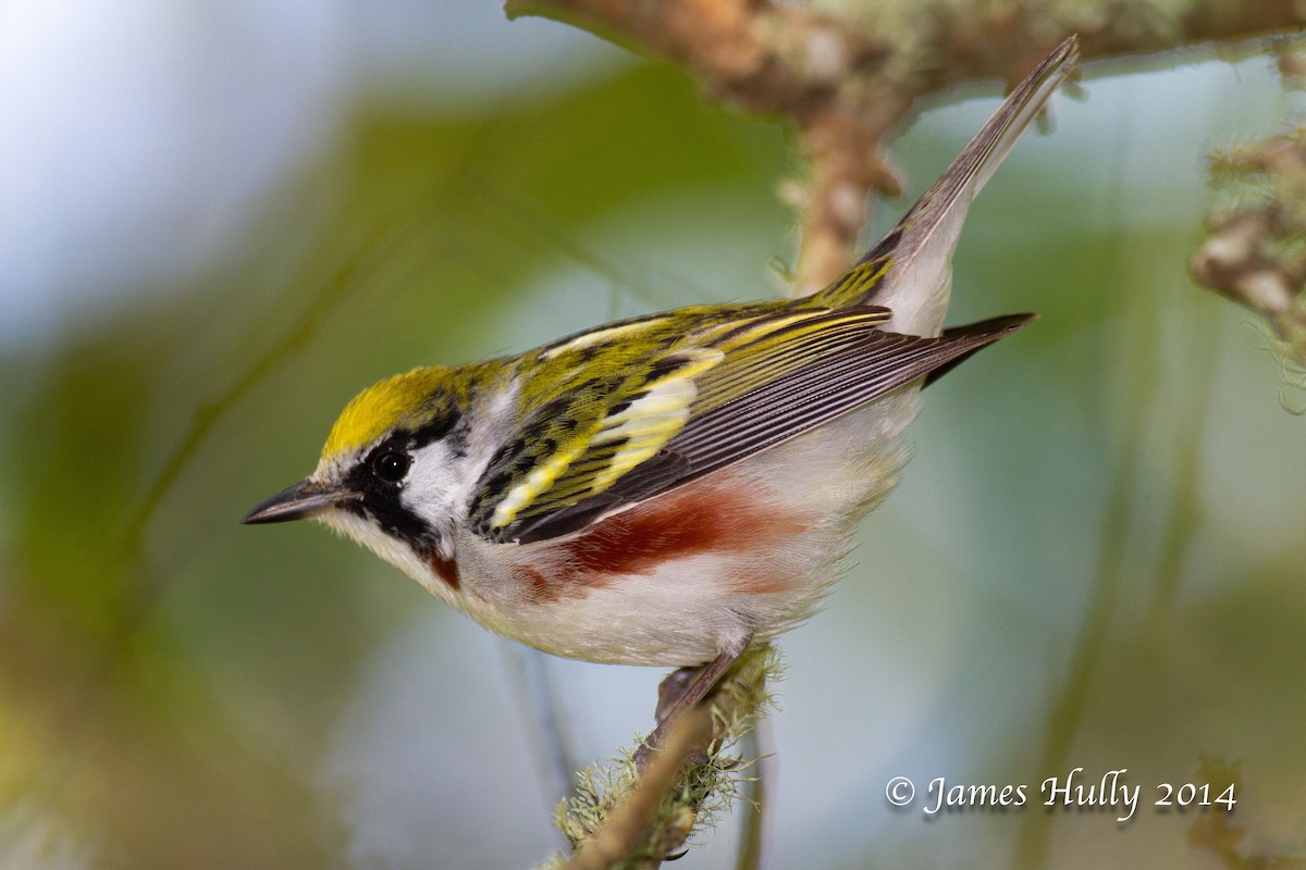 Chestnut-sided Warbler - ML644012940