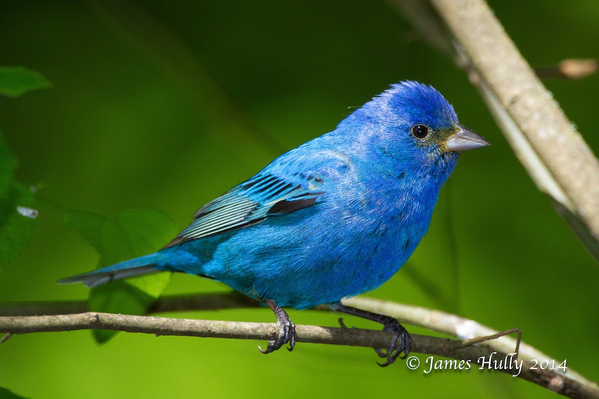 Indigo Bunting - ML644012951