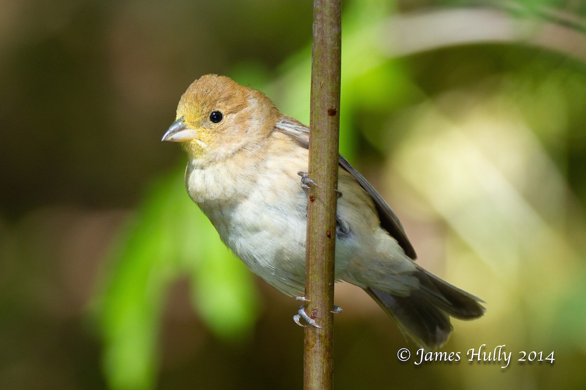 Indigo Bunting - ML644012952