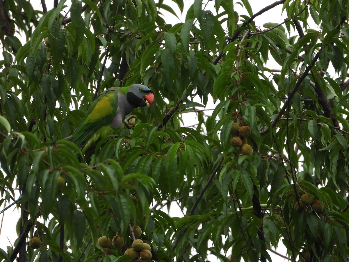 Derbyan Parakeet - ML644012962