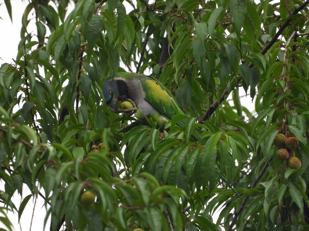 Derbyan Parakeet - ML644012963