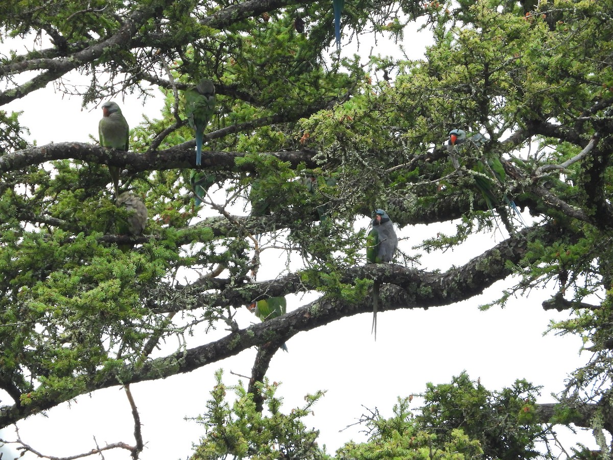 Derbyan Parakeet - ML644012965