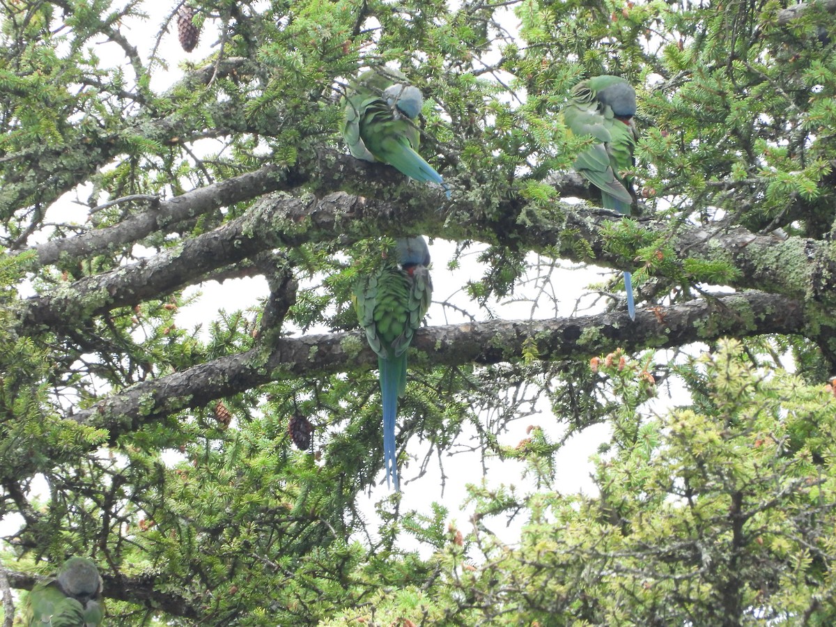 Derbyan Parakeet - ML644012969