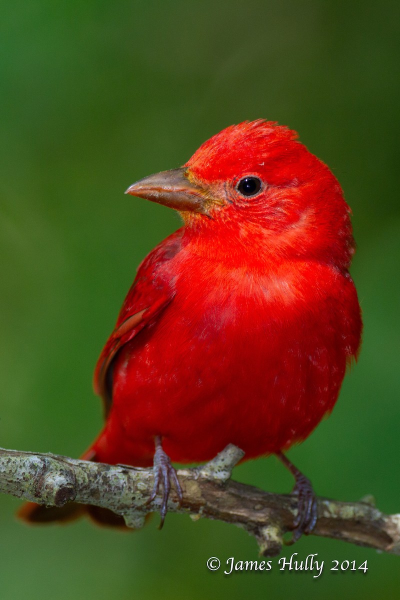 Summer Tanager - ML644012974