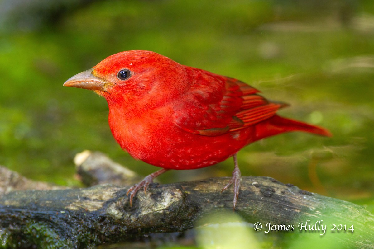 Summer Tanager - ML644012976