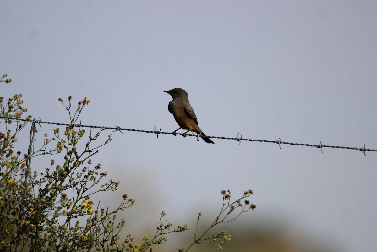 Say's Phoebe - ML644012990