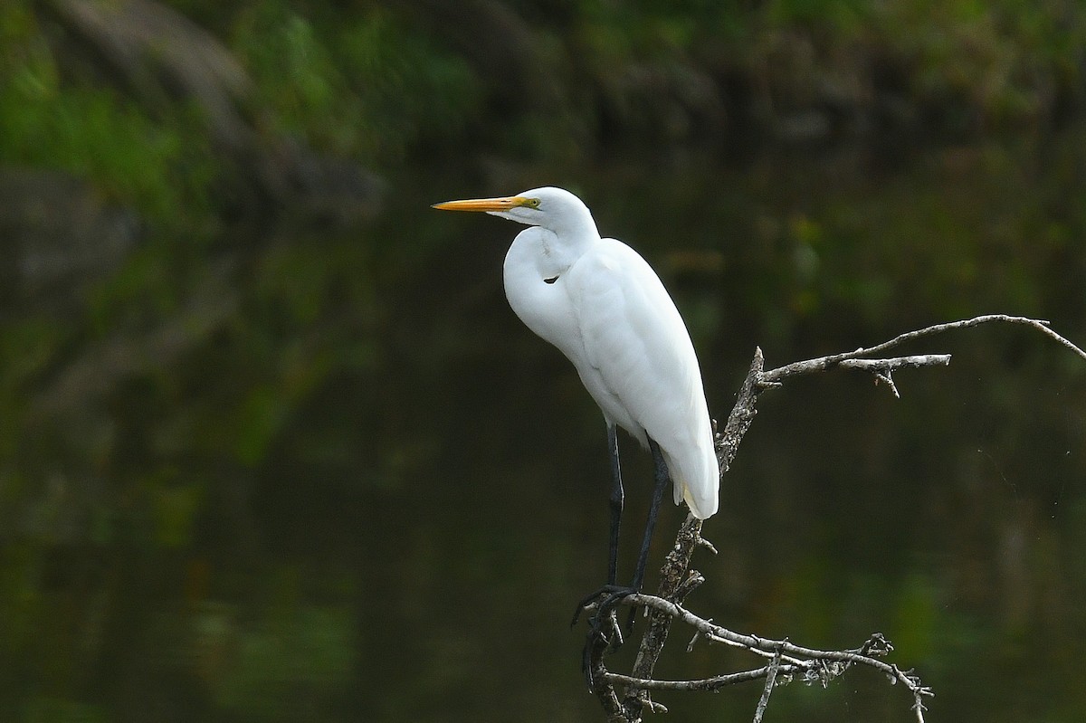 Great Egret - ML644012993