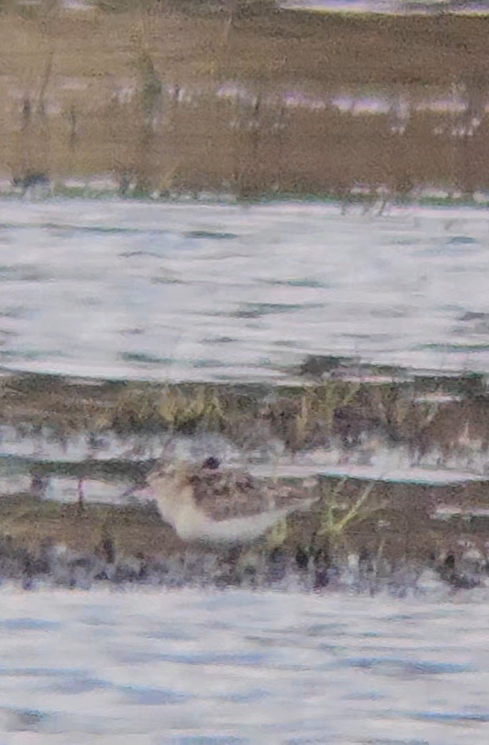 Perdeli Kumkuşu - ML644013002