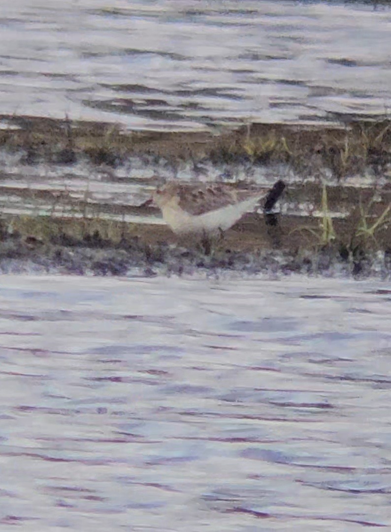 Perdeli Kumkuşu - ML644013003