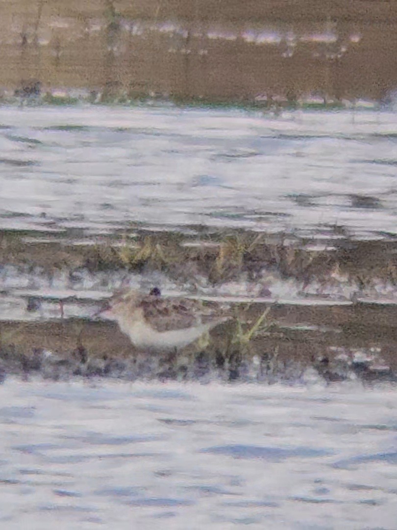 Perdeli Kumkuşu - ML644013004