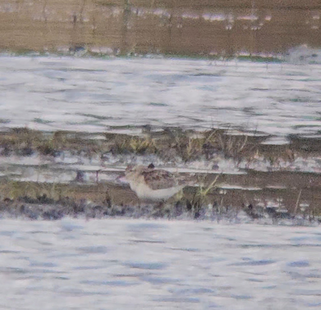 Perdeli Kumkuşu - ML644013005