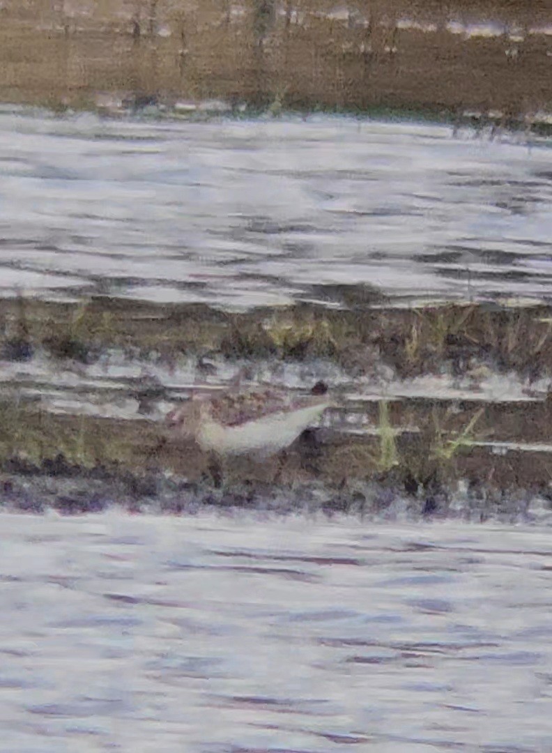 Perdeli Kumkuşu - ML644013006