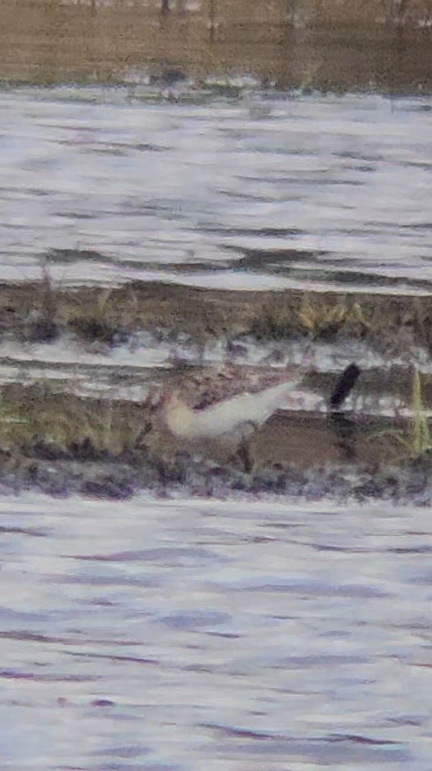 Perdeli Kumkuşu - ML644013007