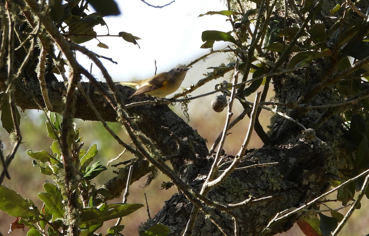 American Redstart - ML644013015