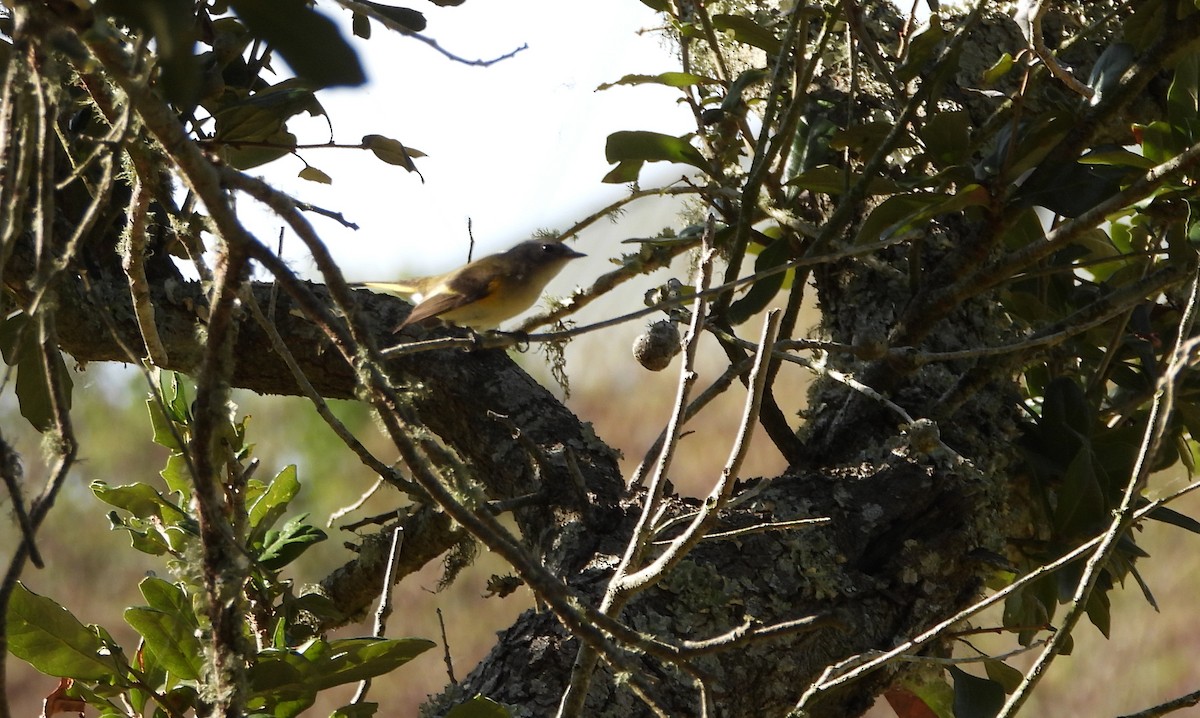 American Redstart - ML644013016